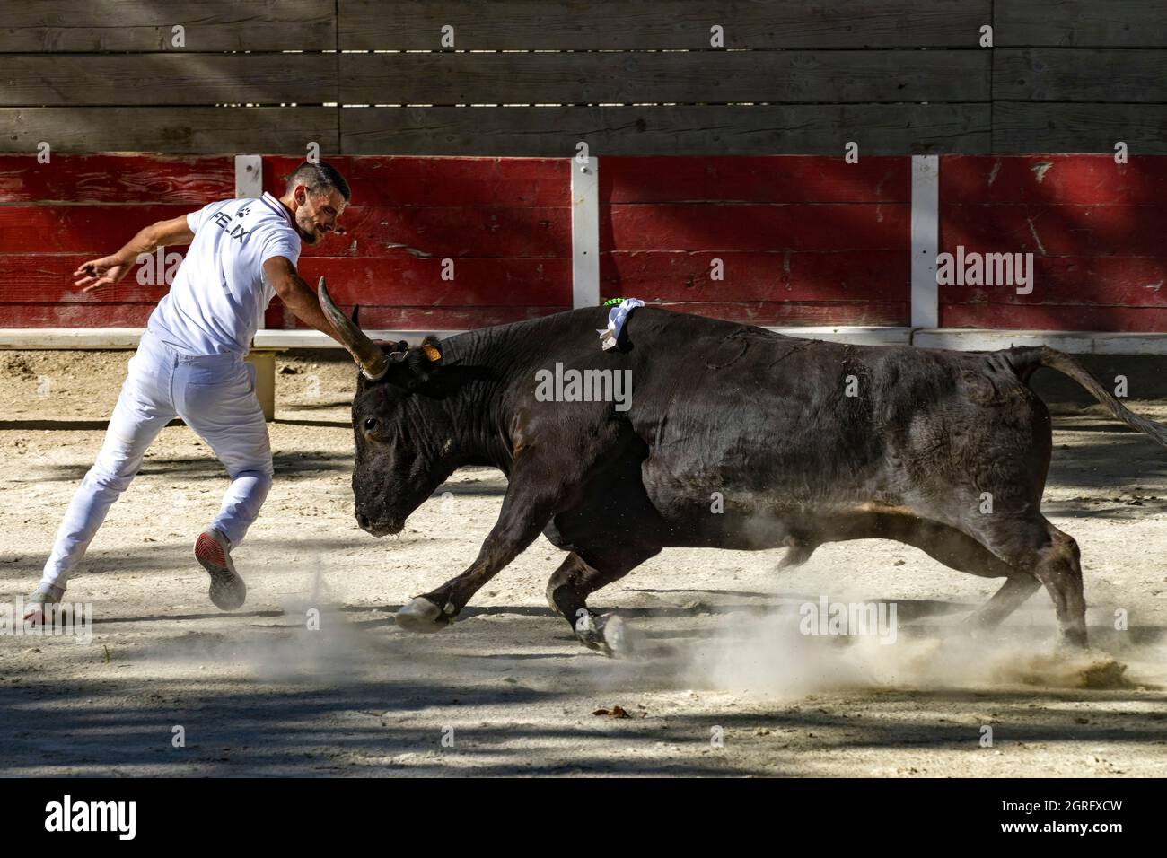 France, Gard, Beauvoisin, course camarguaise with the bulls of the Cuille Ranch Stock Photo