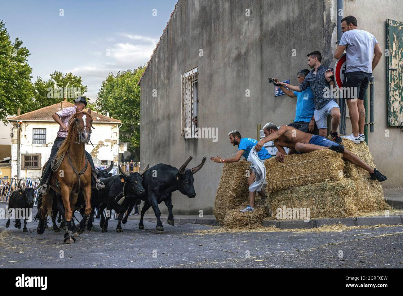 France, Gard, St Gilles du Gard, bandido of 83 bulls with the cowboys of the Aubanel Ranch Stock Photo