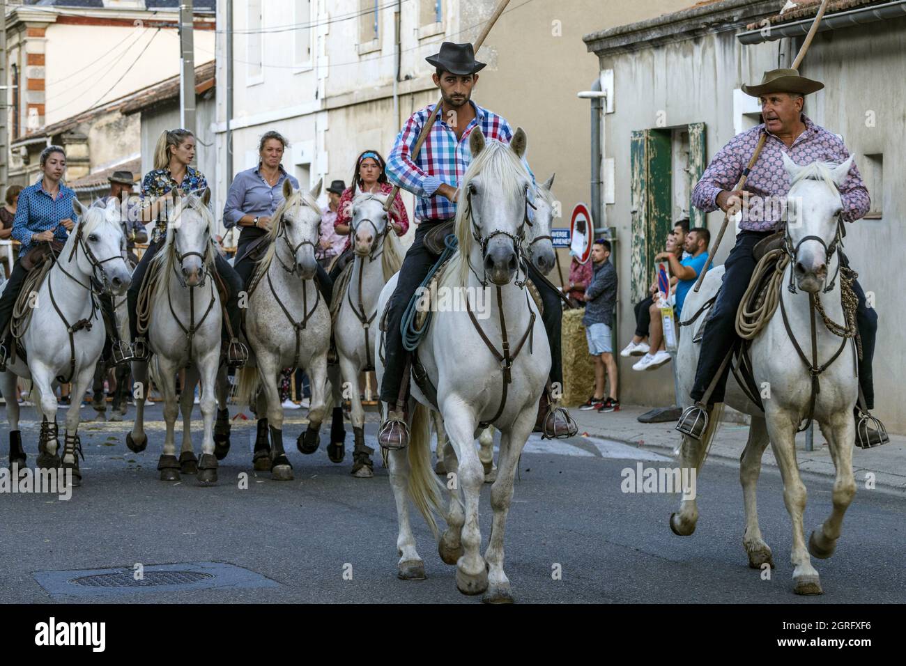 France, Gard, St Gilles du Gard, bandido of 83 bulls with the cowboys of the Aubanel Ranch Stock Photo