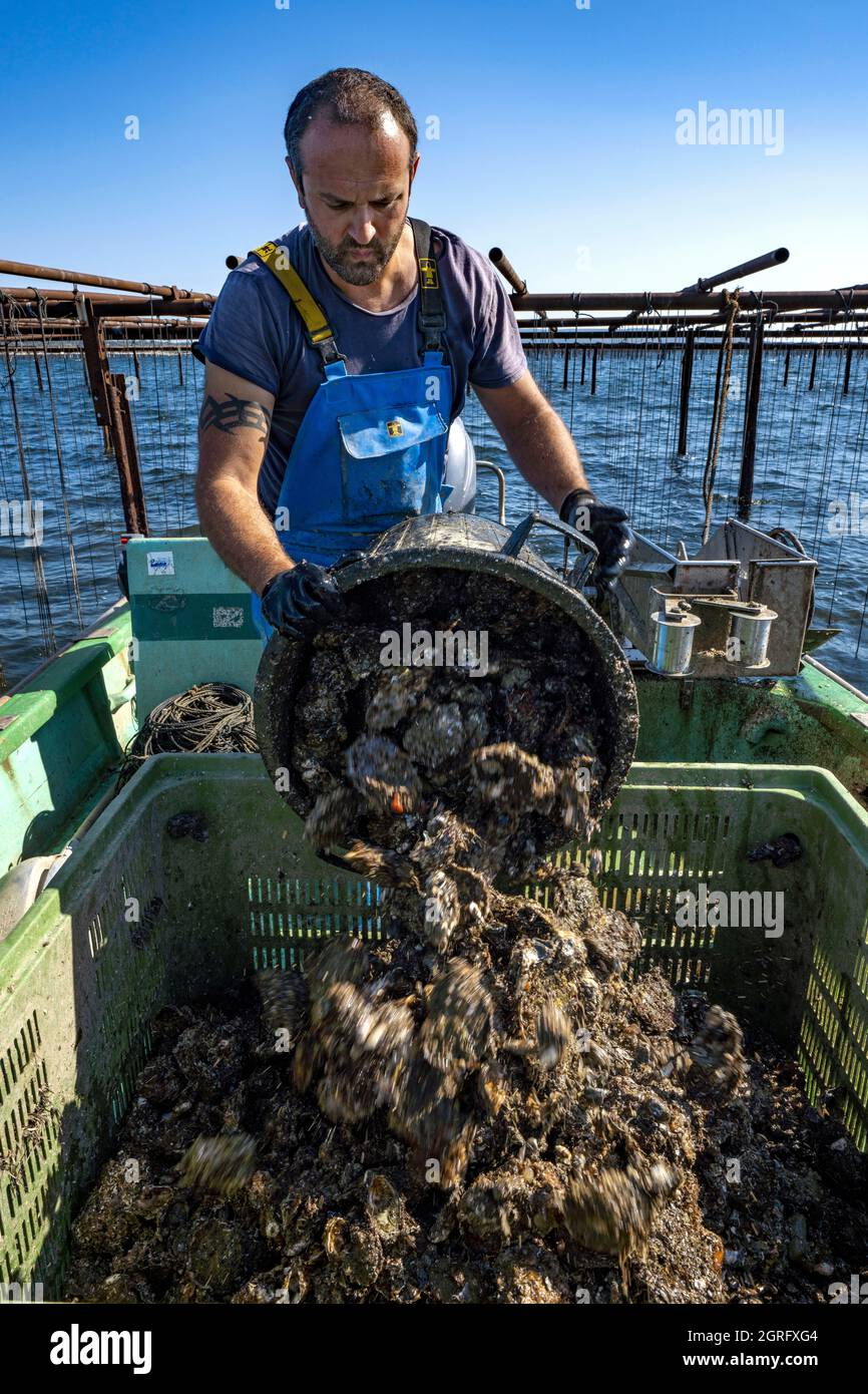 France, Herault, Loupian, Bouzigues oysters, oyster farmer Mathieu Rouzières Stock Photo