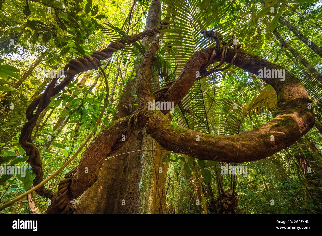 France, French Guiana, Saül, liana in the tropical undergrowth on the Roche Bateau trail Stock Photo