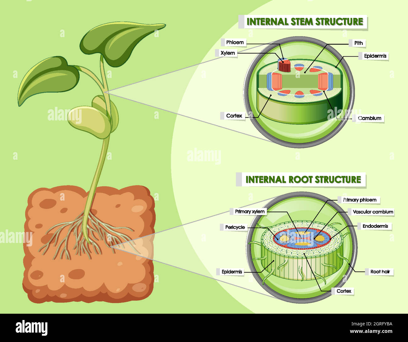 vascular plants diagram