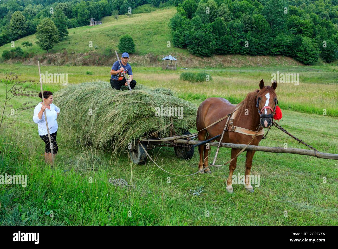 Romania, Maramures region, Petrova, hay collection Stock Photo Alamy
