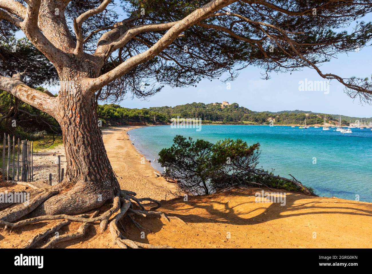 France, Var, Iles d'Hyeres, Port Cros national park, Porquerolles island,  Courtade beach Stock Photo - Alamy