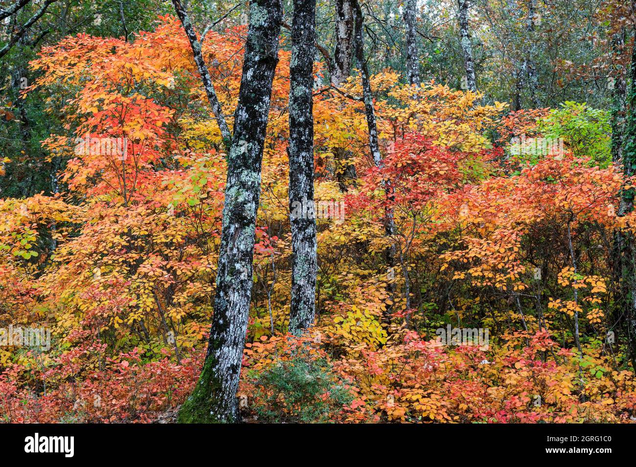 Bras var hi-res stock photography and images - Alamy