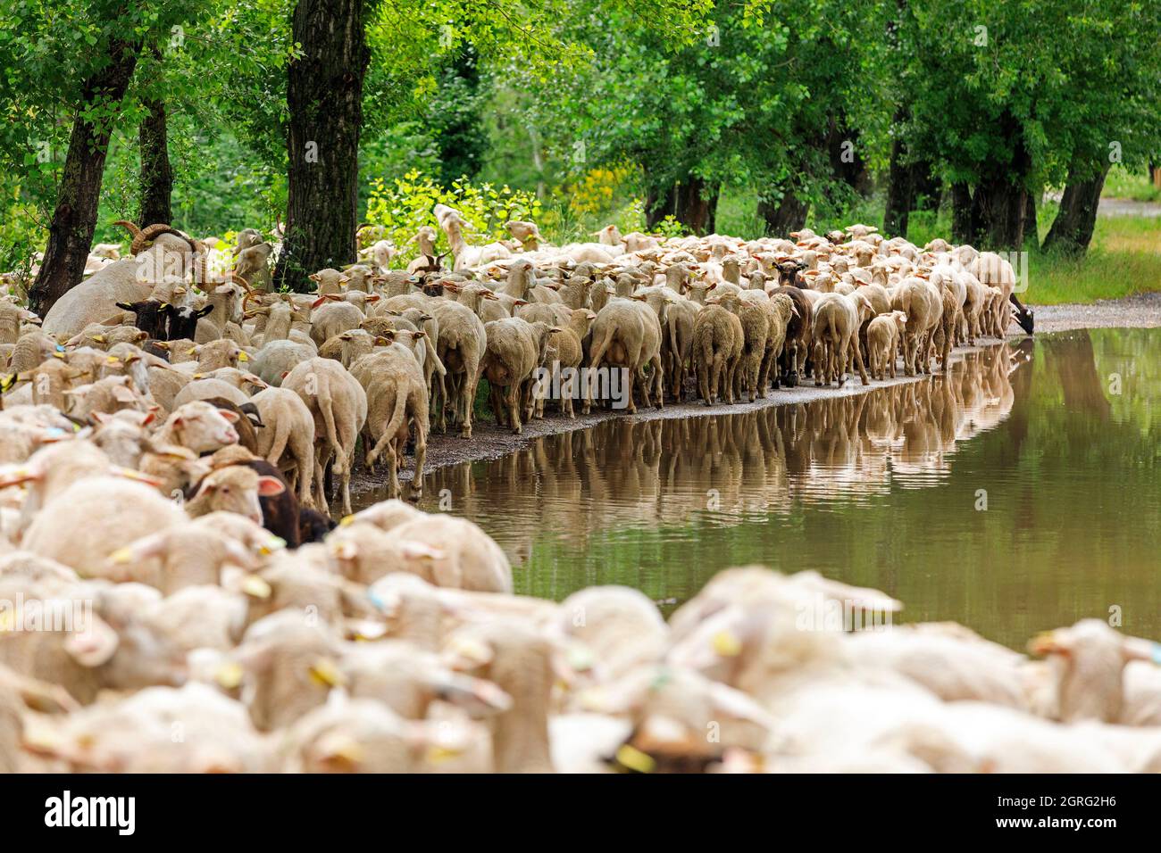 France, Var, Roquebrune sur Argens, Arena lake with the Argens river, flock of sheep Stock Photo