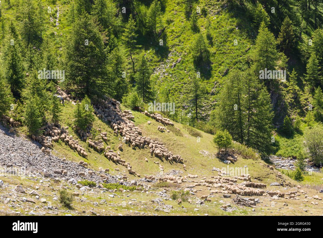 France, Alpes de Haute Provence, Ubaye valley, flock of sheep near the road to the Bonnette pass Stock Photo