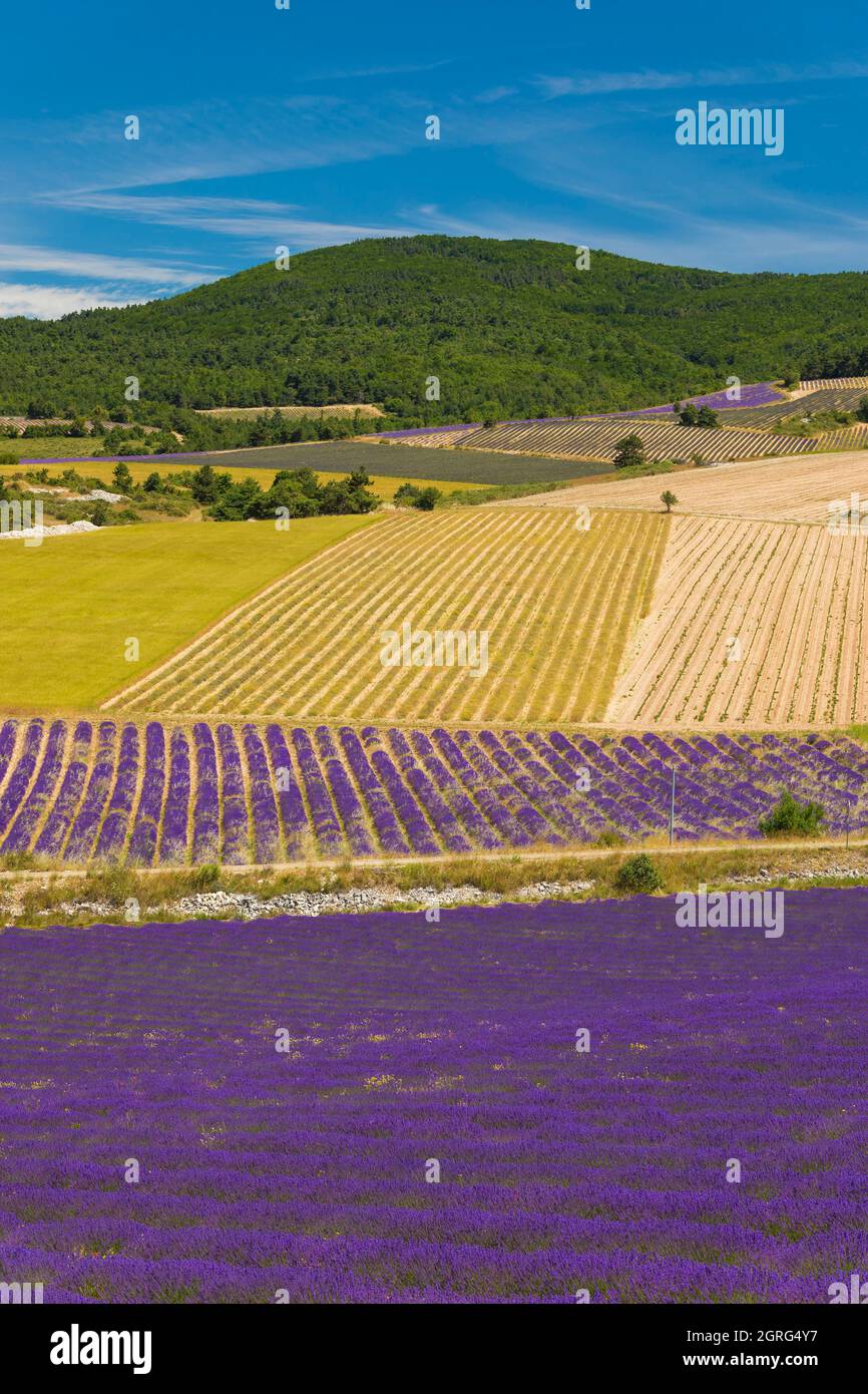 France, Drome, Drome Provencale, Sault district, Ferrassieres, lavender field Stock Photo