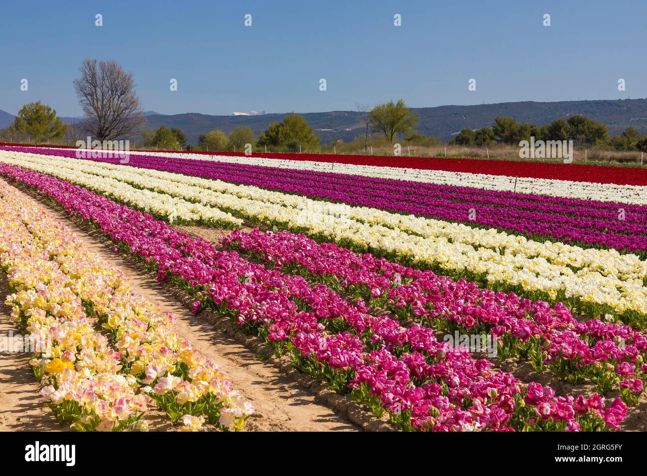 France, Alpes de Haute Provence, Lurs, tulips field Stock Photo