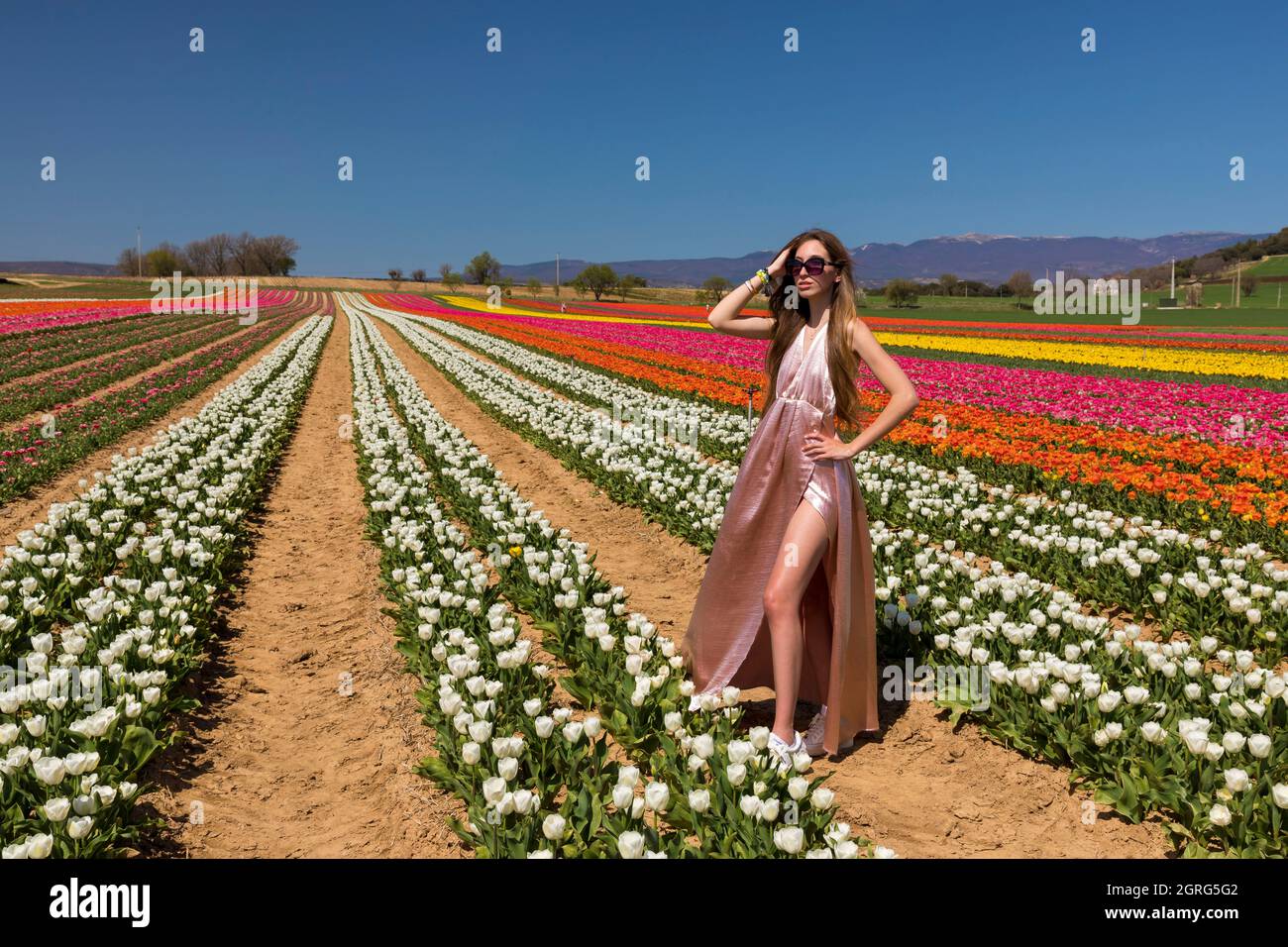 France, Alpes de Haute Provence, La Brillanne, tulips field Stock Photo