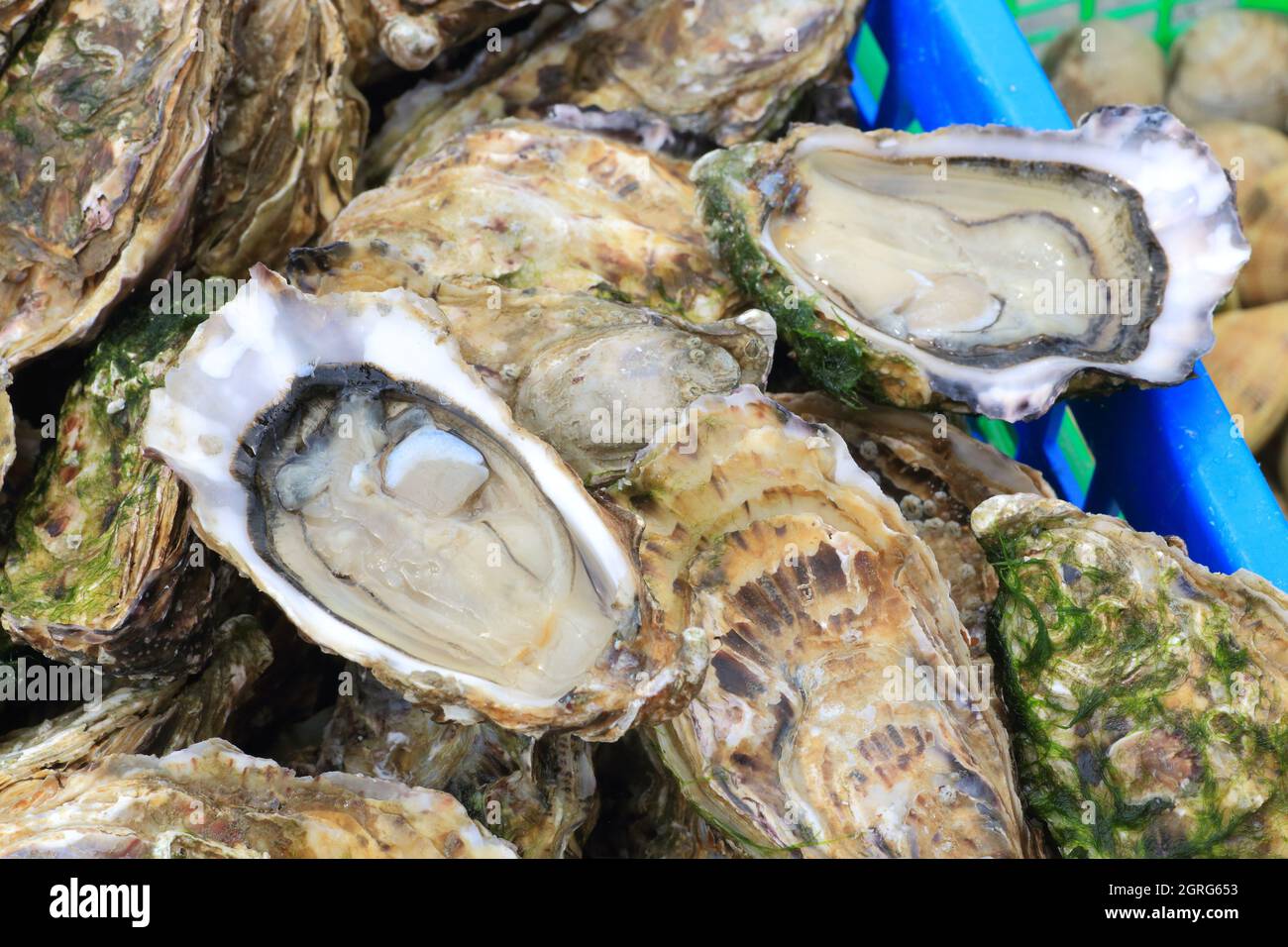 France, Vendee, Noirmoutier island, La Gueriniere, Bonhomme oyster port, oysters Stock Photo