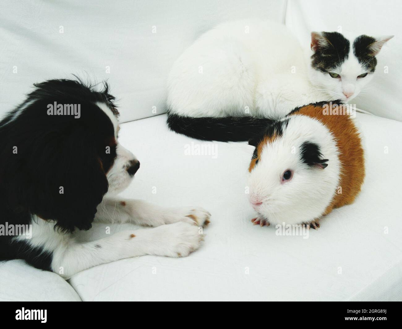 Guinea pig, dog and cat hires stock photography and images Alamy