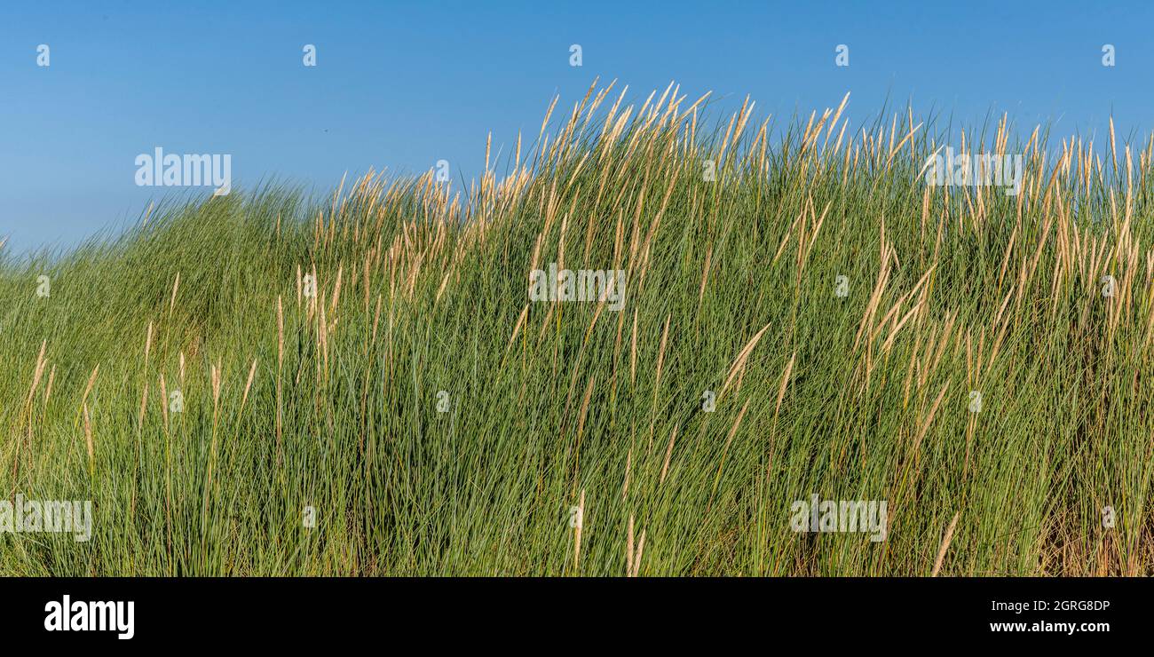 France, Somme (80), Authie Bay, Fort-Mahon, flora of the Somme Bay and the Picardy coast, Ammophila arenaria on the top of the dune facing the sea, protected from sea spray and salt Stock Photo