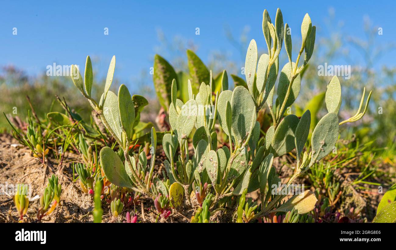 France, Somme (80), Baie de Somme, Le Crotoy, Flora of the Baie de Somme, Halimione portulacoides Stock Photo