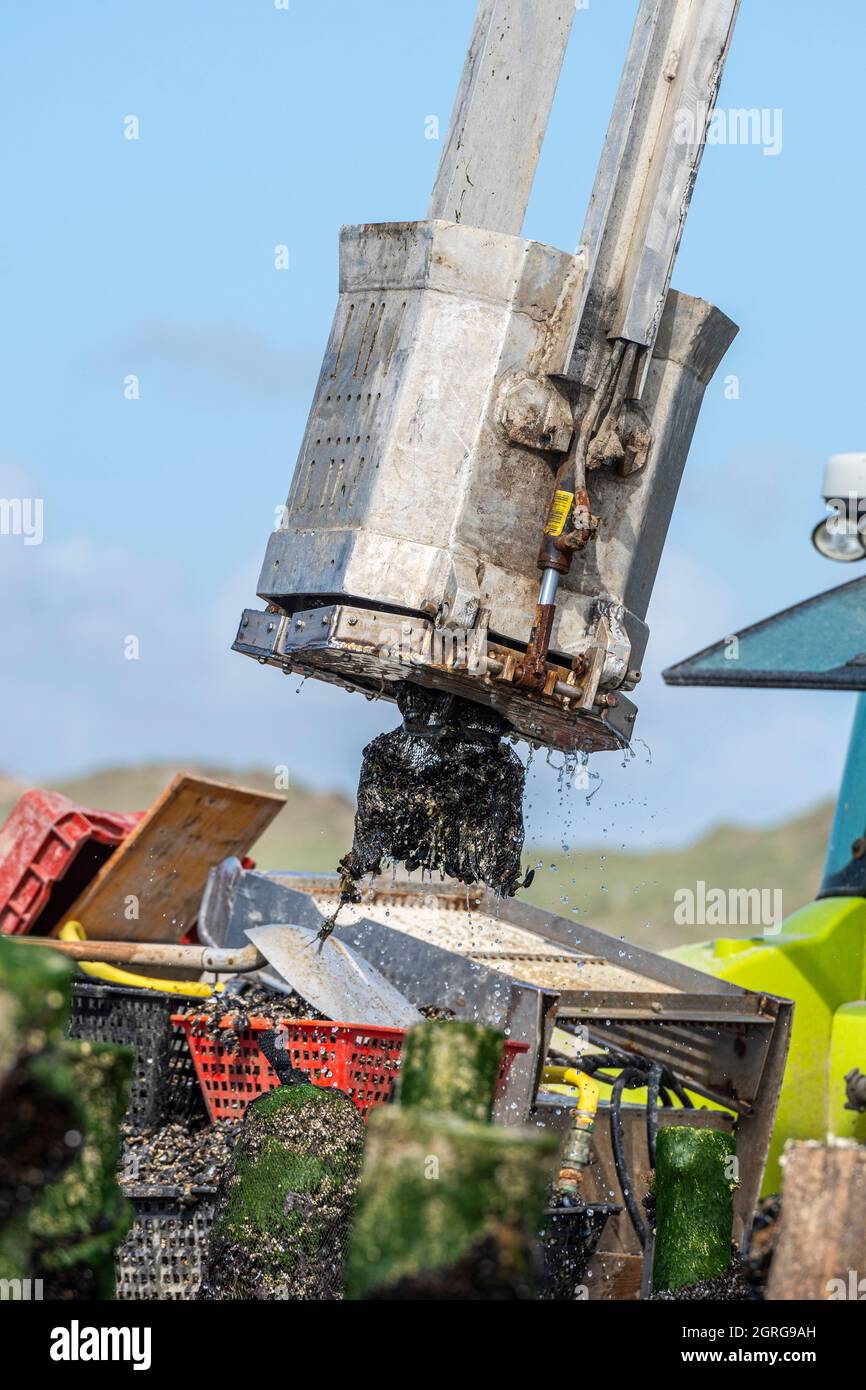 France, Somme (80), Baie de Somme, Quend-Plage, Mussel farmers harvest bouchot mussels, the mussels are removed from the stake with the fisher and placed on the tray of the tractor trailer; the net that protects them must then be removed and the mussels stuck to it scraped off Stock Photo