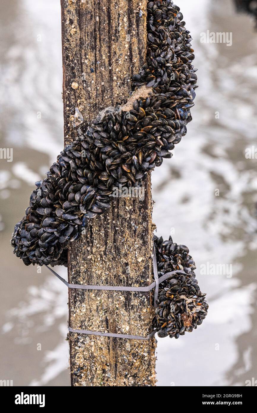 France, Somme (80), Baie de Somme, QuendPlage, Mussel farmers harvest bouchot mussels, the coir