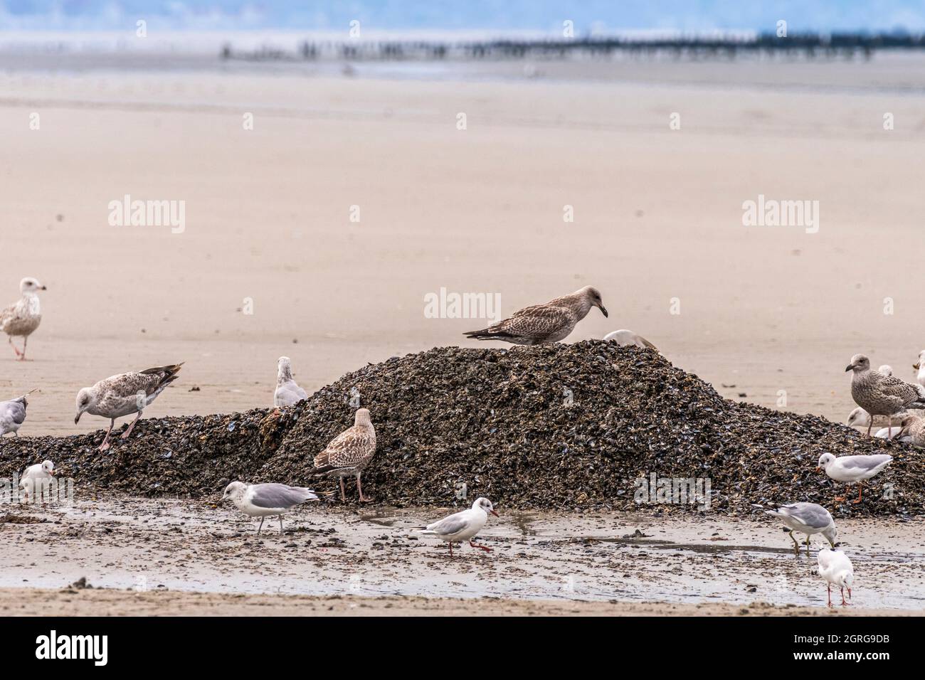 France, Somme (80), Baie de Somme, Quend-Plage, Mussel farmers harvest bouchot mussels, the waste from the pre-wash remains on the beach and the gulls and seagulls feast on it and come to play their role as cleaners Stock Photo