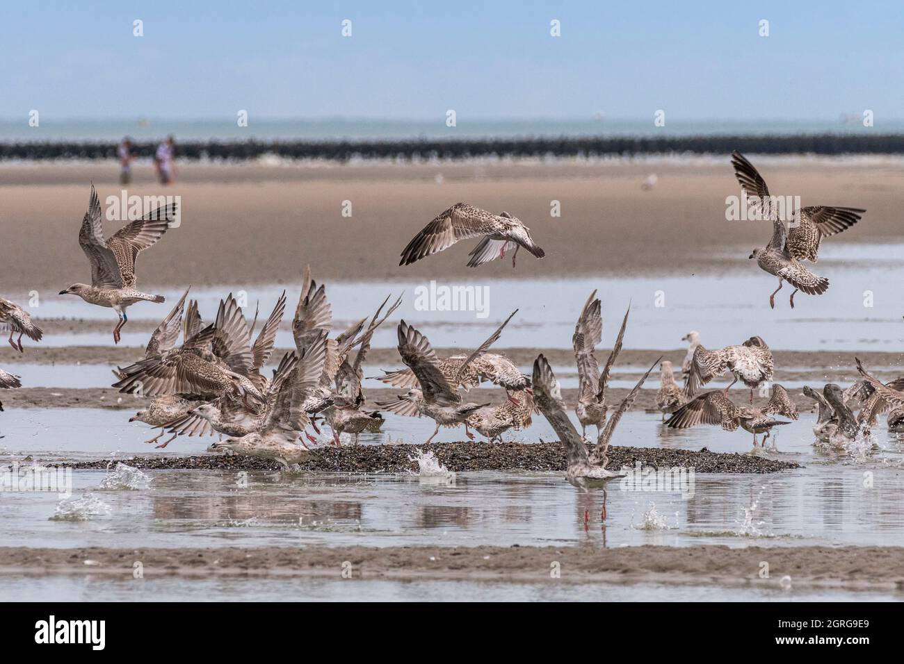 France, Somme (80), Baie de Somme, Quend-Plage, Mussel farmers harvest bouchot mussels, the waste from the pre-wash remains on the beach and the gulls and seagulls feast on it and come to play their role as cleaners Stock Photo