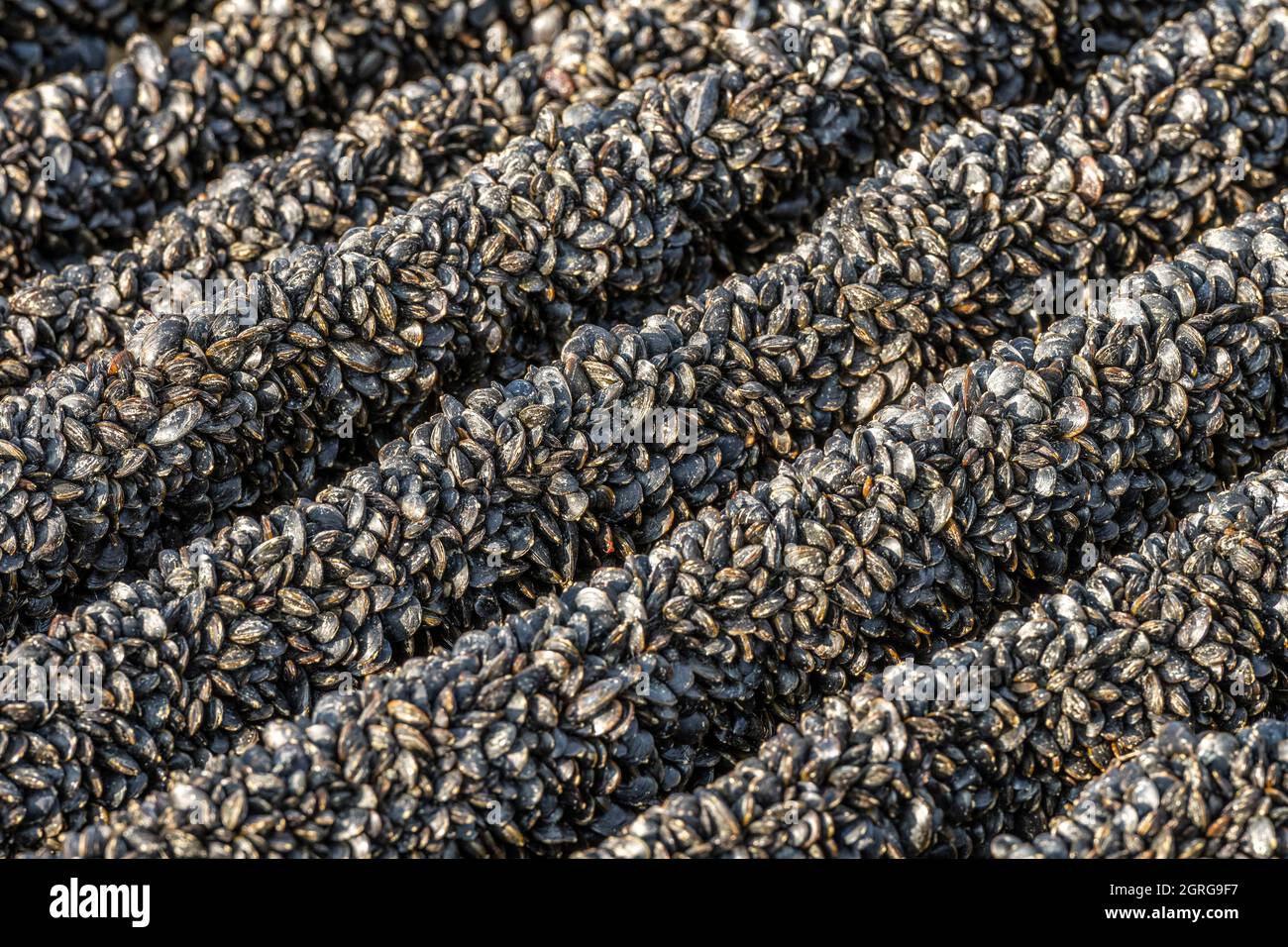 Long ropes hi-res stock photography and images - Alamy