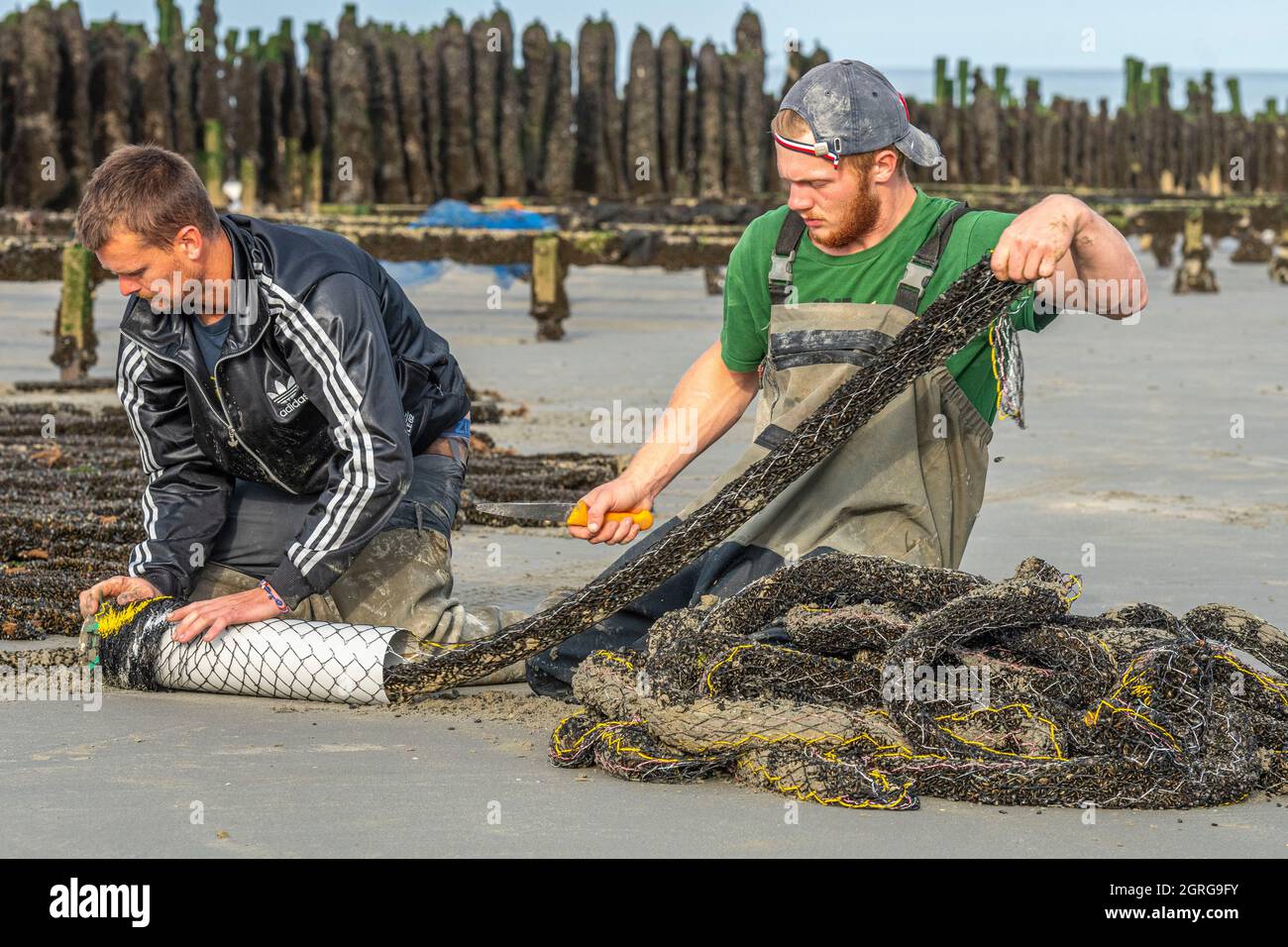 France, Somme (80), Baie de Somme, Quend-Plage, Mussel farmers harvest ...