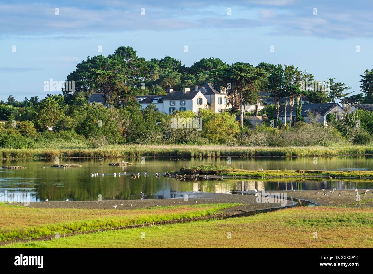 France, Morbihan, Gulf of Morbihan, Rhuys peninsula, Sarzeau, the marshes of Suscinio, Sensitive Natural Area Stock Photo