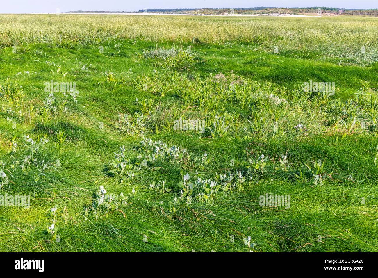 France, Somme (80), Baie de Somme, Le Crotoy, Flora of the Baie de Somme, Puccinellia maritima and Atriplex prostratagrow in the upper part of Schorre Stock Photo