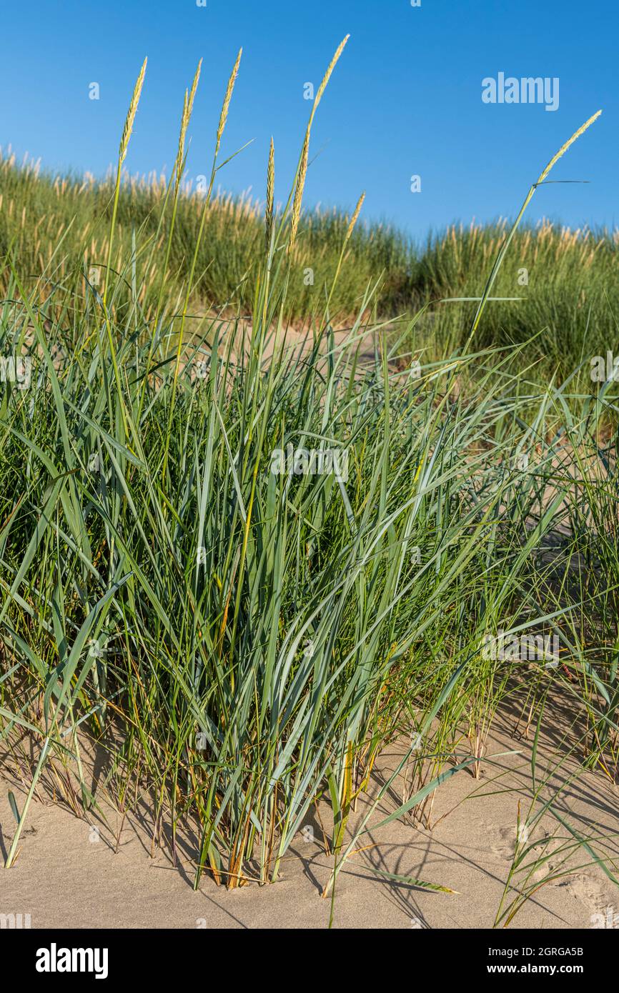 France, Somme (80), Authie Bay, Fort-Mahon, flora of the Somme Bay and the Picardy coast, Leymus arenarius at mid-height of the dunes facing the sea Stock Photo