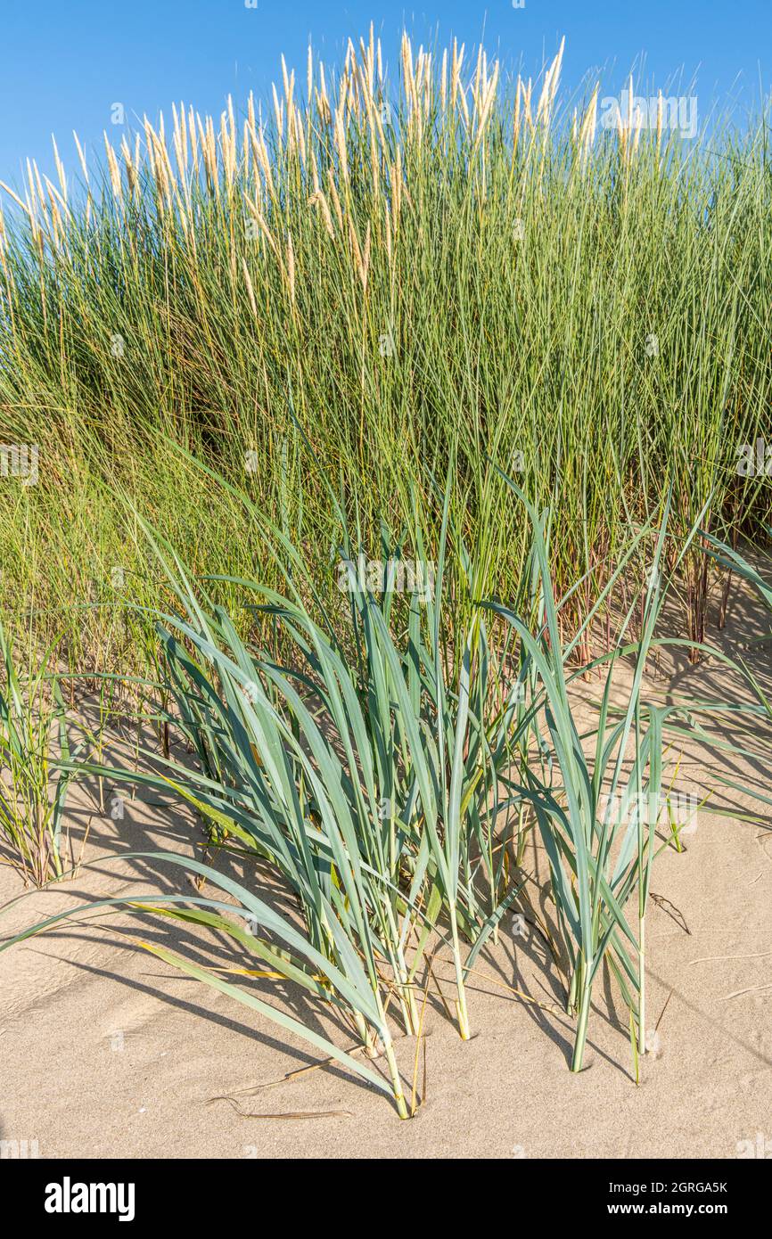 France, Somme (80), Authie Bay, Fort-Mahon, flora of the Somme Bay and the Picardy coast, the flora of the dunes facing the sea: Elymus farctus at the bottom, Leymus arenarius in the middle, Ammophila arenaria at the top Stock Photo