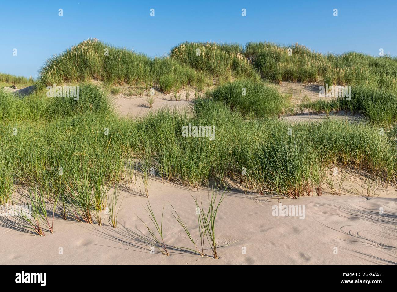France, Somme (80), Authie Bay, Fort-Mahon, flora of the Somme Bay and the Picardy coast, tiered dune flora: Elymus farctus at the bottom and Ammophila arenaria at the top of the dune Stock Photo