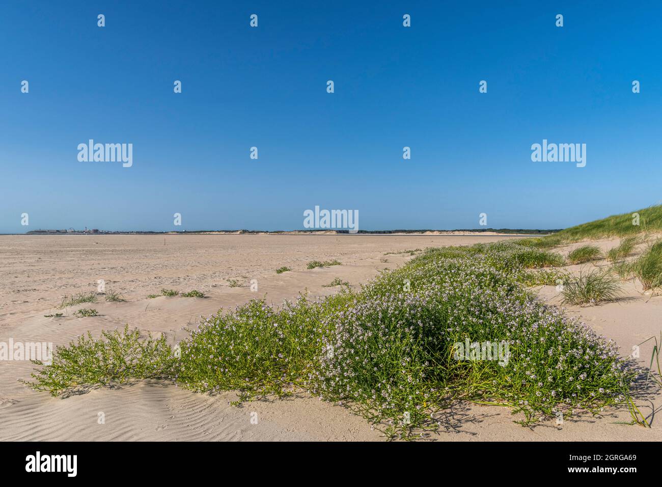 France, Somme (80), Authie Bay, Fort-Mahon, flora of the Somme Bay and the Picardy coast, Cakile maritima at the foot of the dunes on the seashore Stock Photo