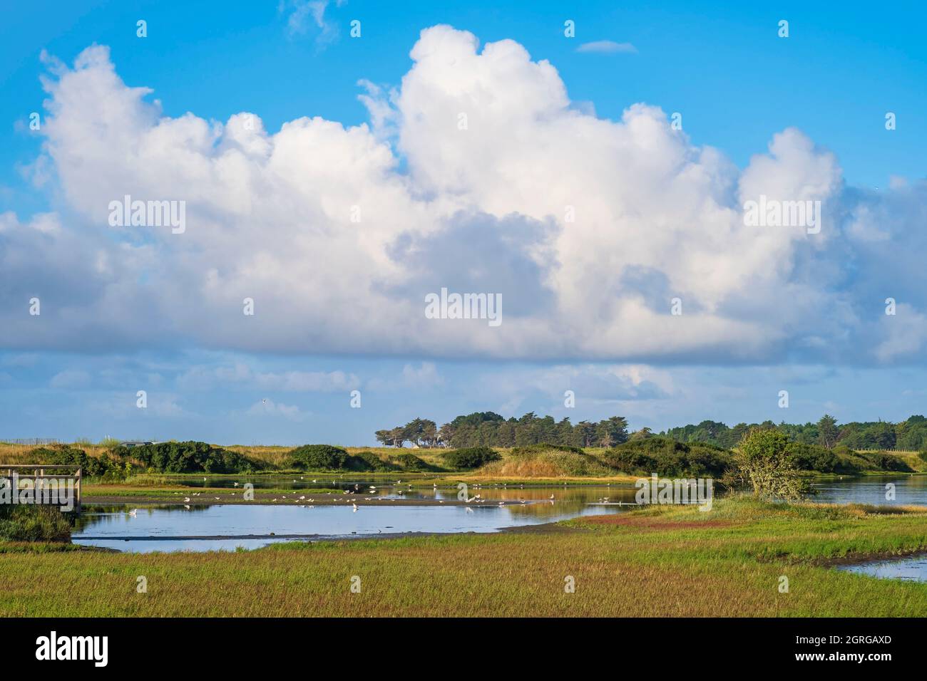 France, Morbihan, Gulf of Morbihan, Rhuys peninsula, Sarzeau, the marshes of Suscinio, Sensitive Natural Area Stock Photo