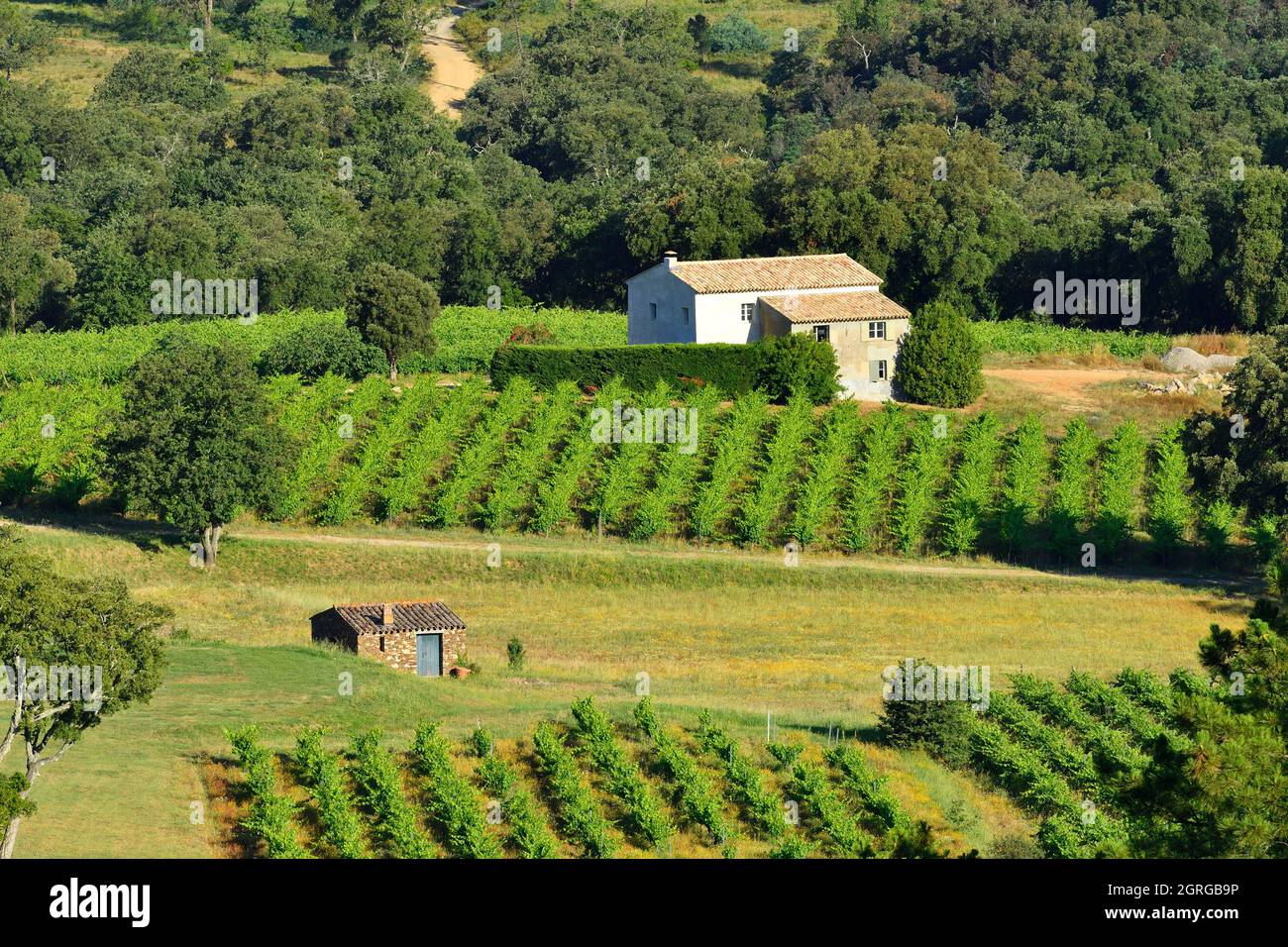France, Var, Golf of St Tropez, around the village of Grimaud, vineyard Stock Photo