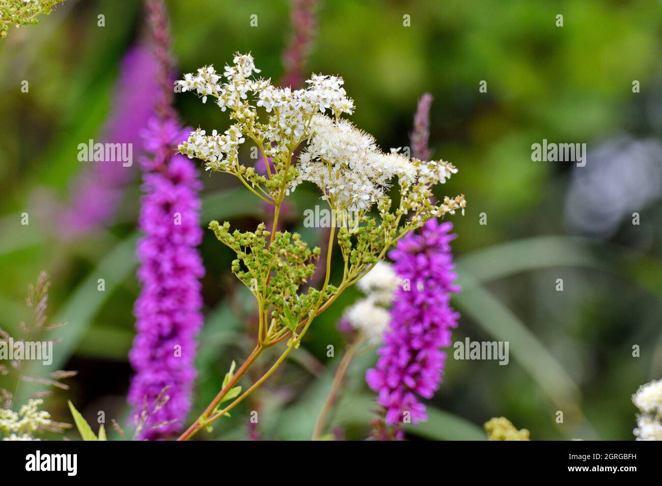 France, Doubs, flora, Willow (Lythrum virgatum) and Meadow Queen (Filipendula ulmaria) Stock Photo