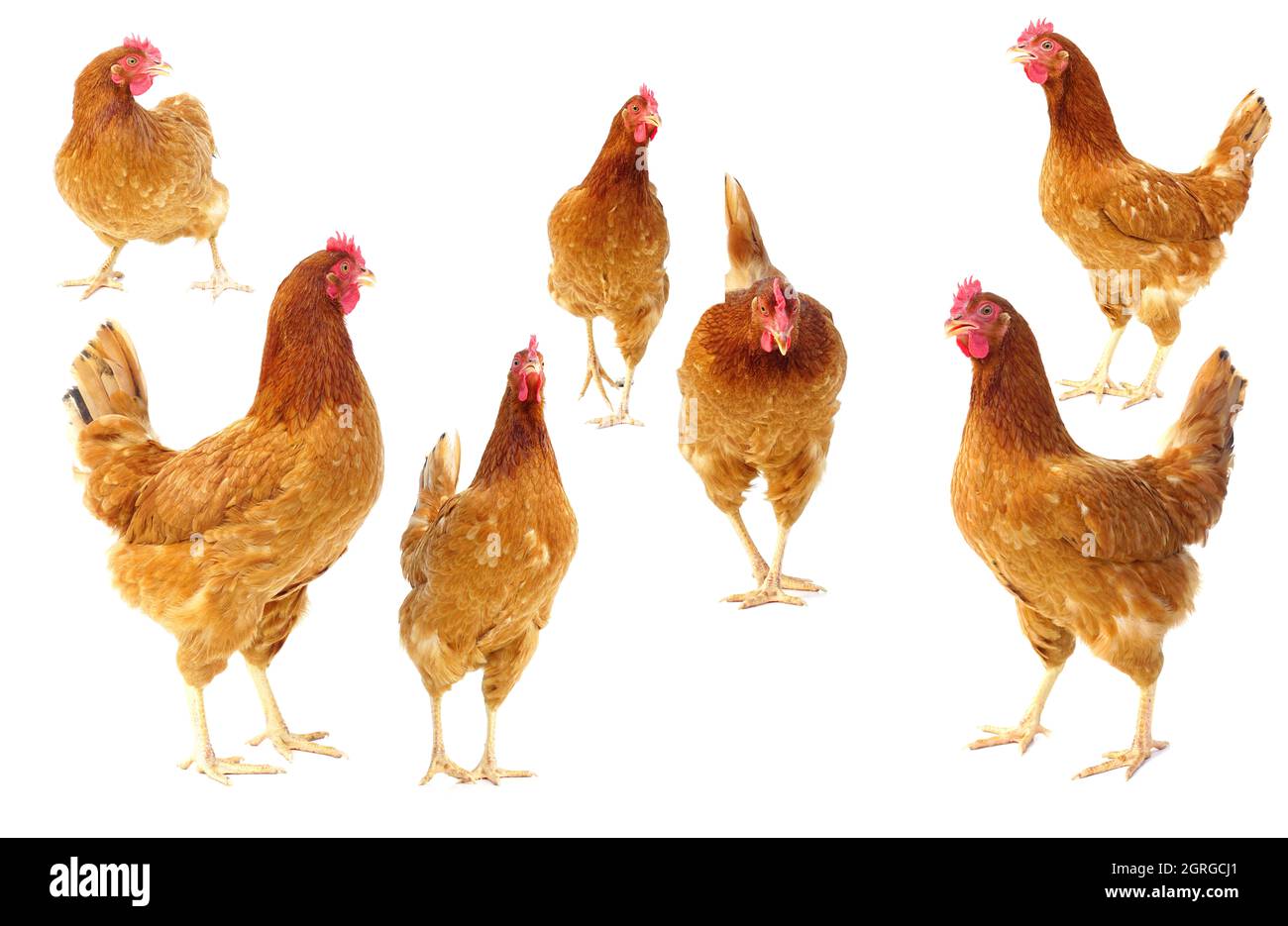 Close-up Of Chickens On White Background Stock Photo - Alamy