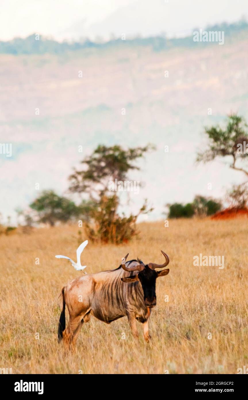 Kenya, Taita Hills, Lualenyi Ranch, One wildebeest (Connochaetes taurinus), cattle egret (Bubulcus ibis) Stock Photo