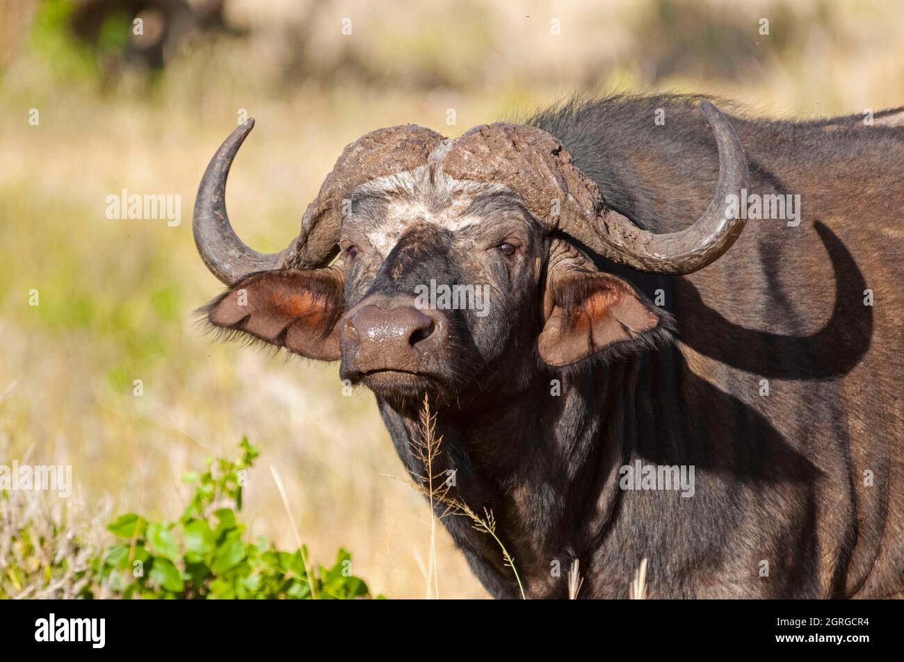 Kenya, Taita Hills Wildlife Sanctuary, one African Buffalo (syncerus caffer) Stock Photo