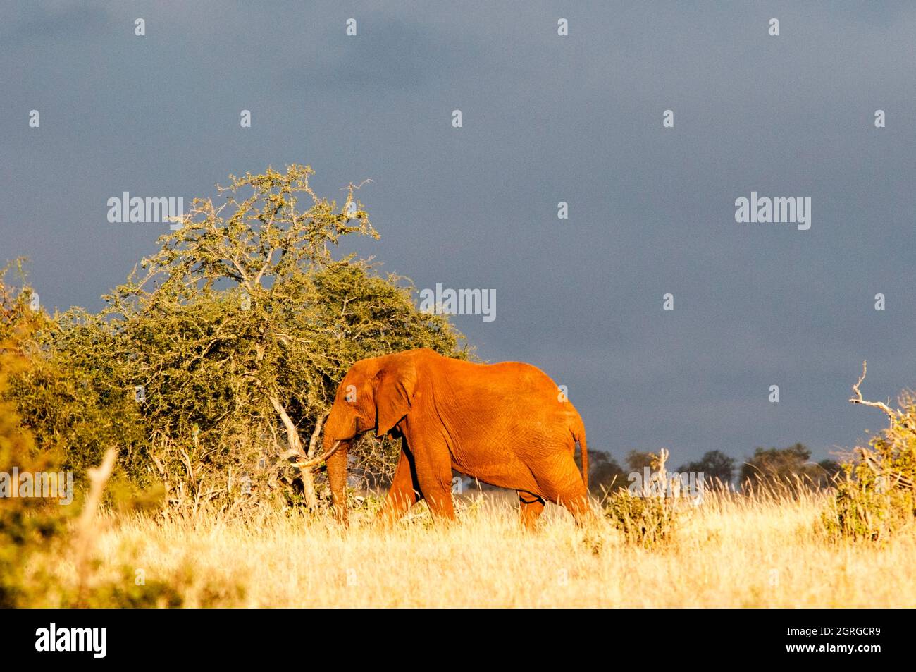 Kenya, Taita Hills Wildlife Sanctuary, One Female Elephant (Loxodonta africana) Stock Photo