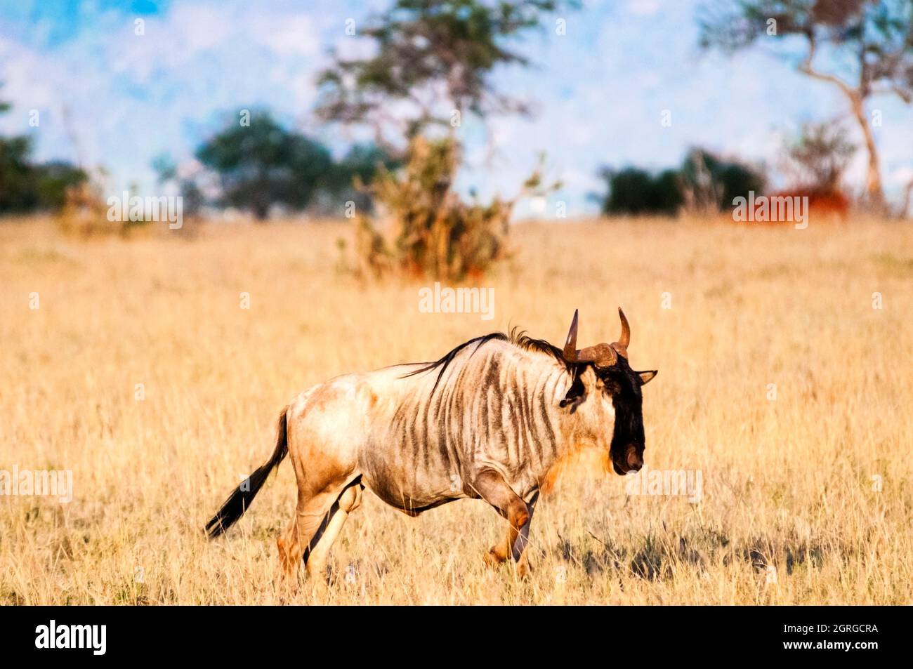 Kenya, Taita Hills, Lualenyi Ranch, One wildebeest (Connochaetes taurinus) Stock Photo