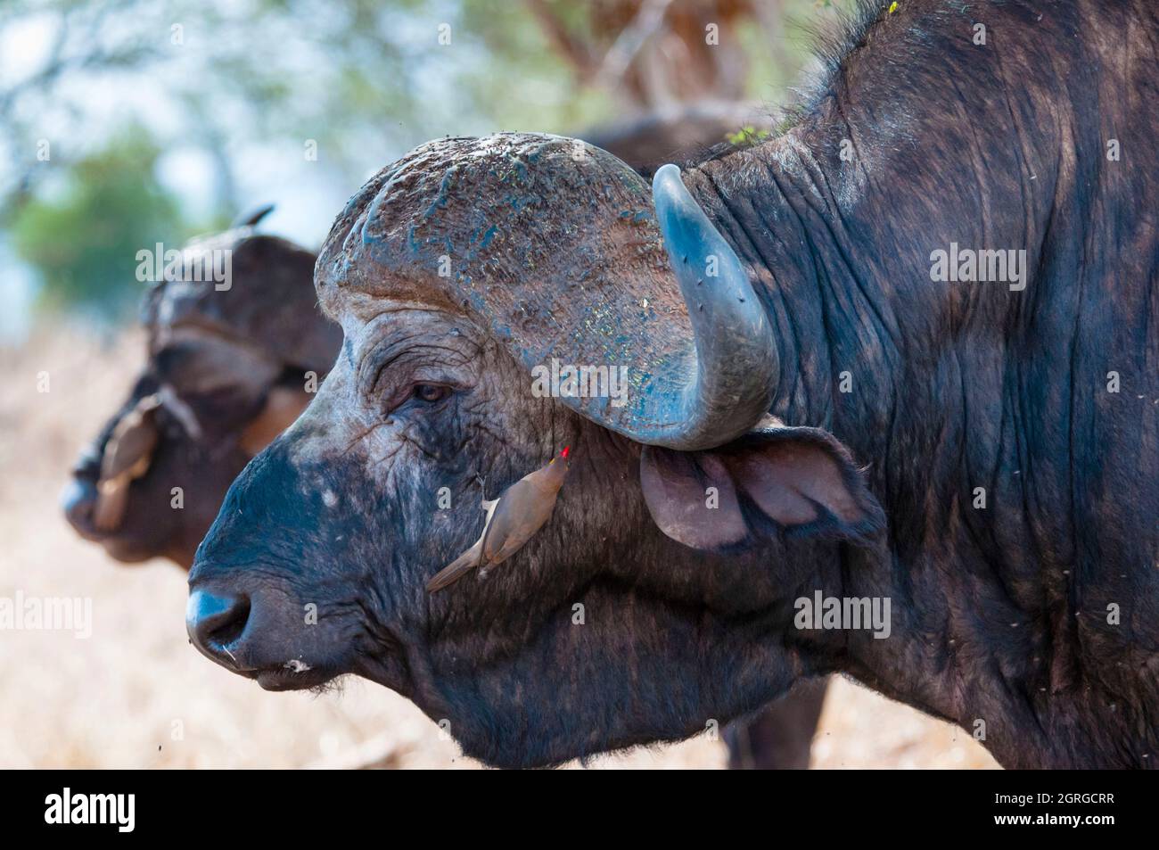 Kenya, Taita Hills Wildlife Sanctuary, African Buffaloes (syncerus caffer) , Oxpeckers (Buphagus erythrorhynchus) on his body Stock Photo