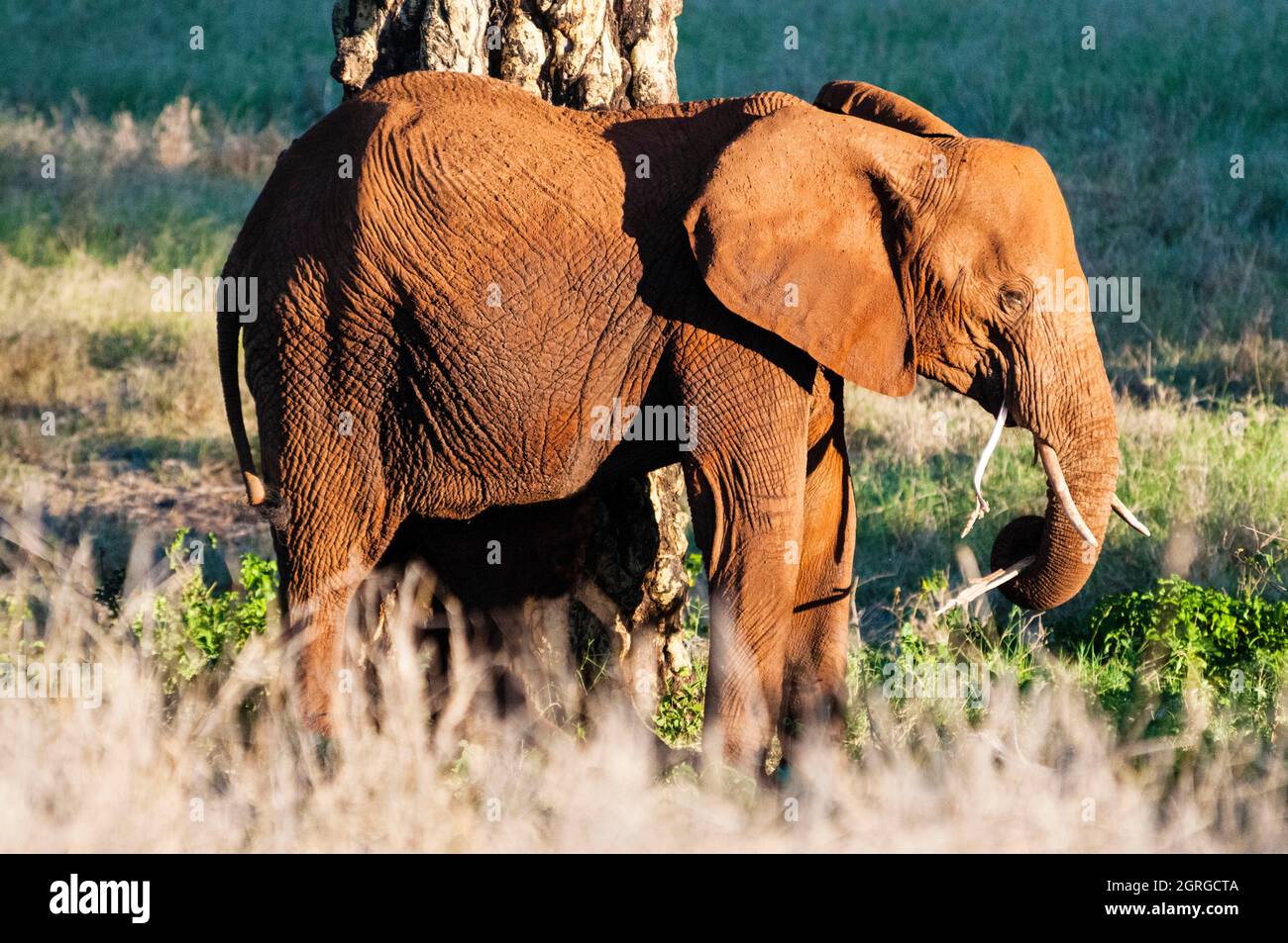 Kenya, Taita Hills Wildlife Sanctuary, One Elephant (Loxodonta africana) Stock Photo