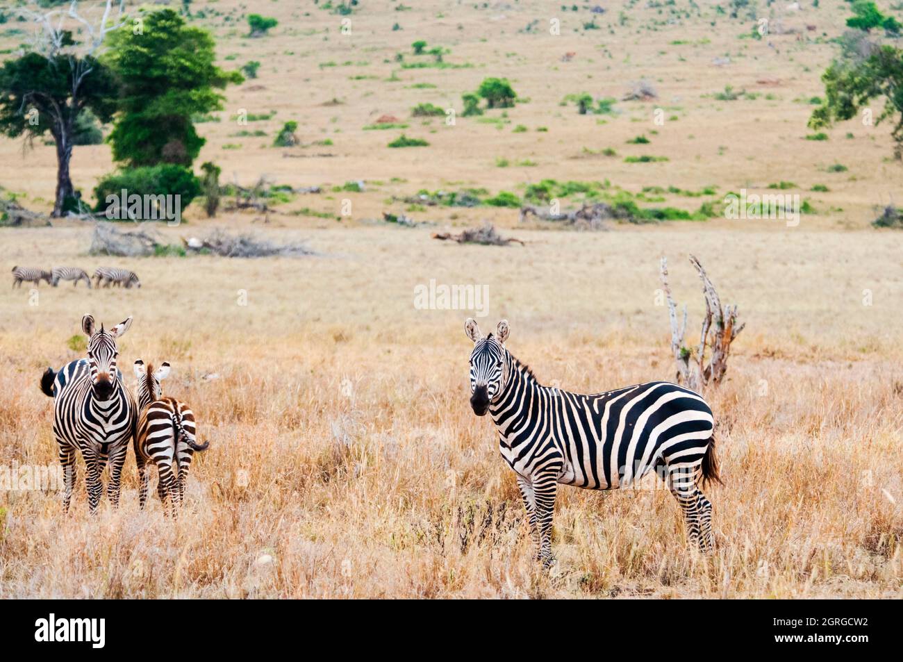 Kenya, Taita Hills Wildlife Sanctuary, Three Plains zebras (Equus