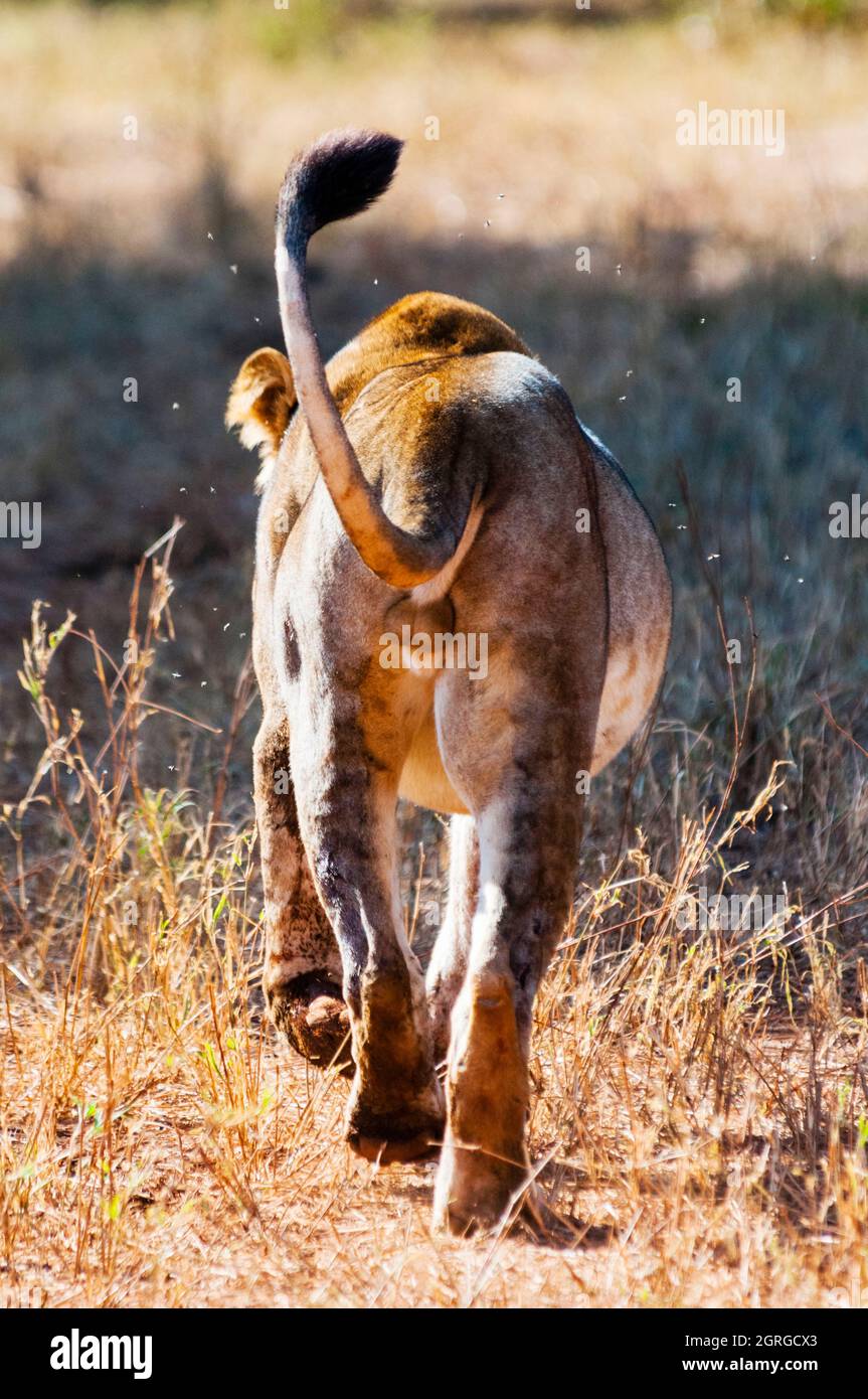 Kenya, Tsavo West National Park, Rear of one male lion (Panthera leo) Stock Photo