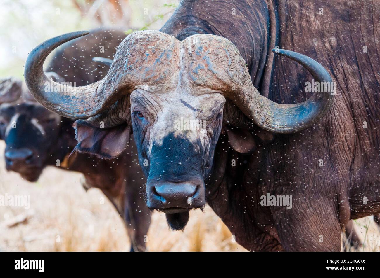 Kenya, Taita Hills Wildlife Sanctuary, African Buffaloes (syncerus caffer) Stock Photo