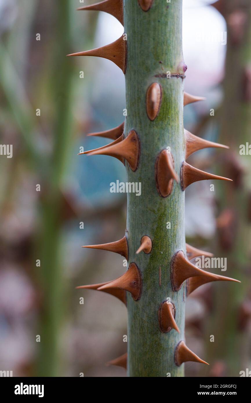 red rose thorns on a green stem Stock Photo Alamy