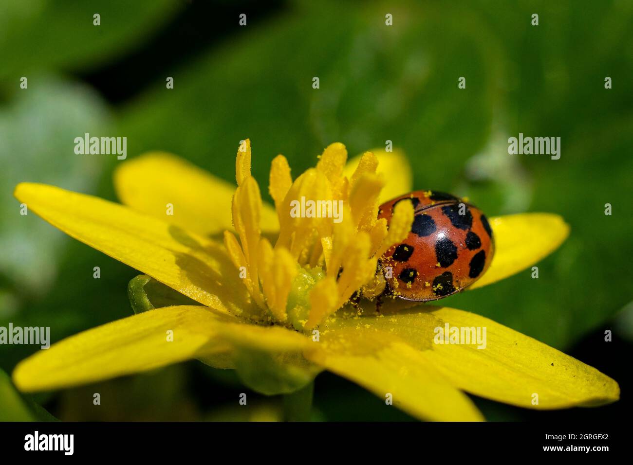 full of pollen ladybug, on a ficaria ranunculoides flower Stock Photo