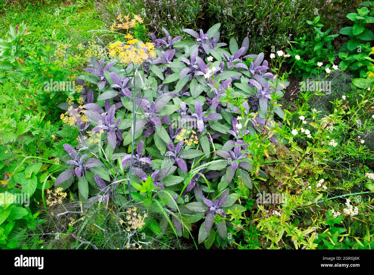 Salvia officinalis Purpurea purple sage with water droplets plant growing in a herb garden in autumn September Carmarthenshire Wales UK  KATHY DEWITT Stock Photo