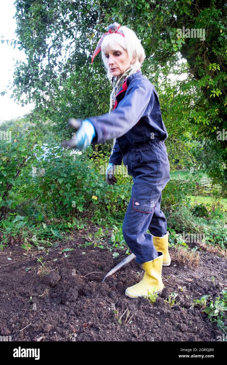 Older senior woman digging soil in autumn September garden gardening taking out old perennial plants to plant new perennials Wales UK KATHY DEWITT Stock Photo