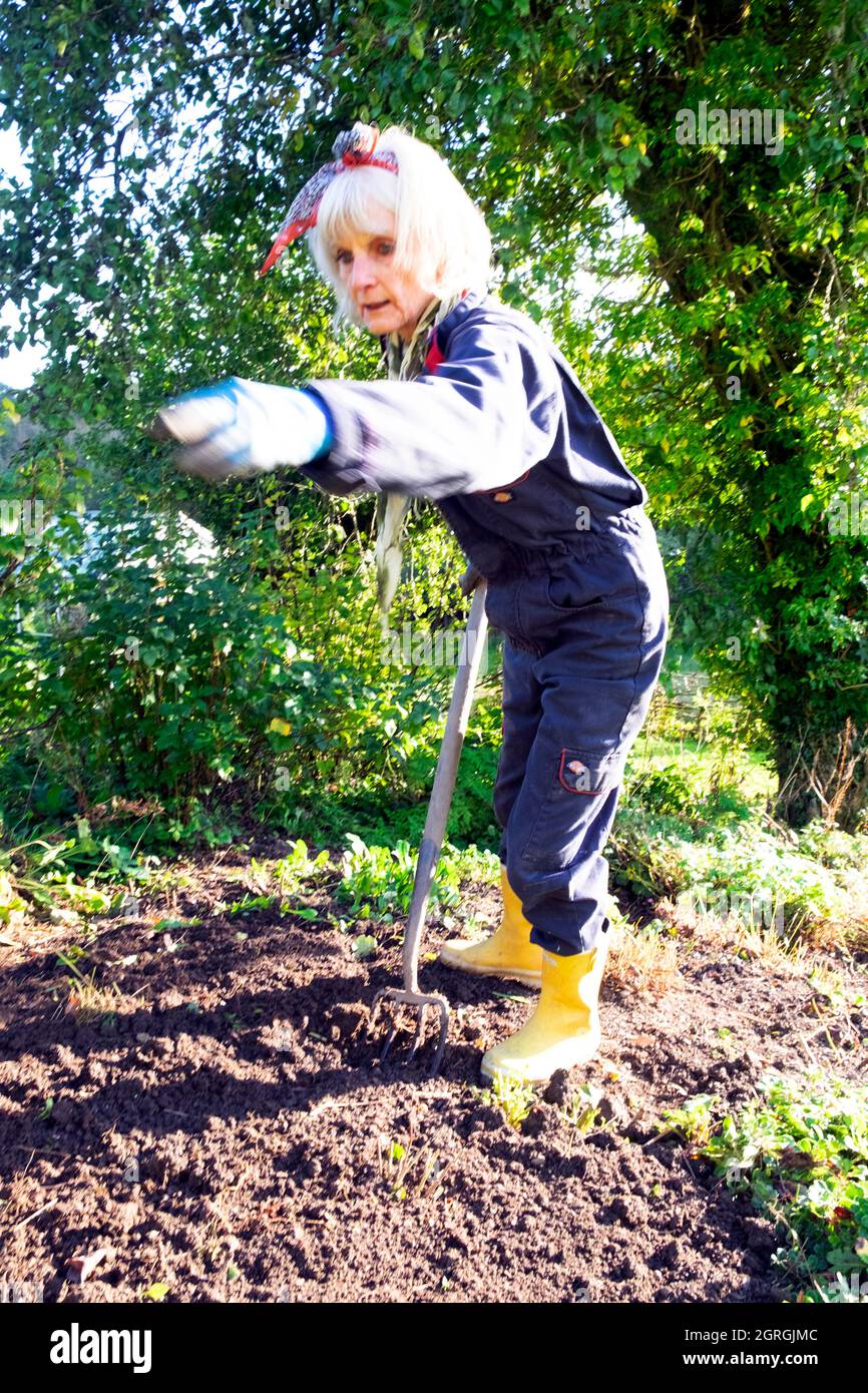 Older senior woman digging soil in autumn September garden gardening taking out old perennial plants to plant new perennials Wales UK KATHY DEWITT Stock Photo