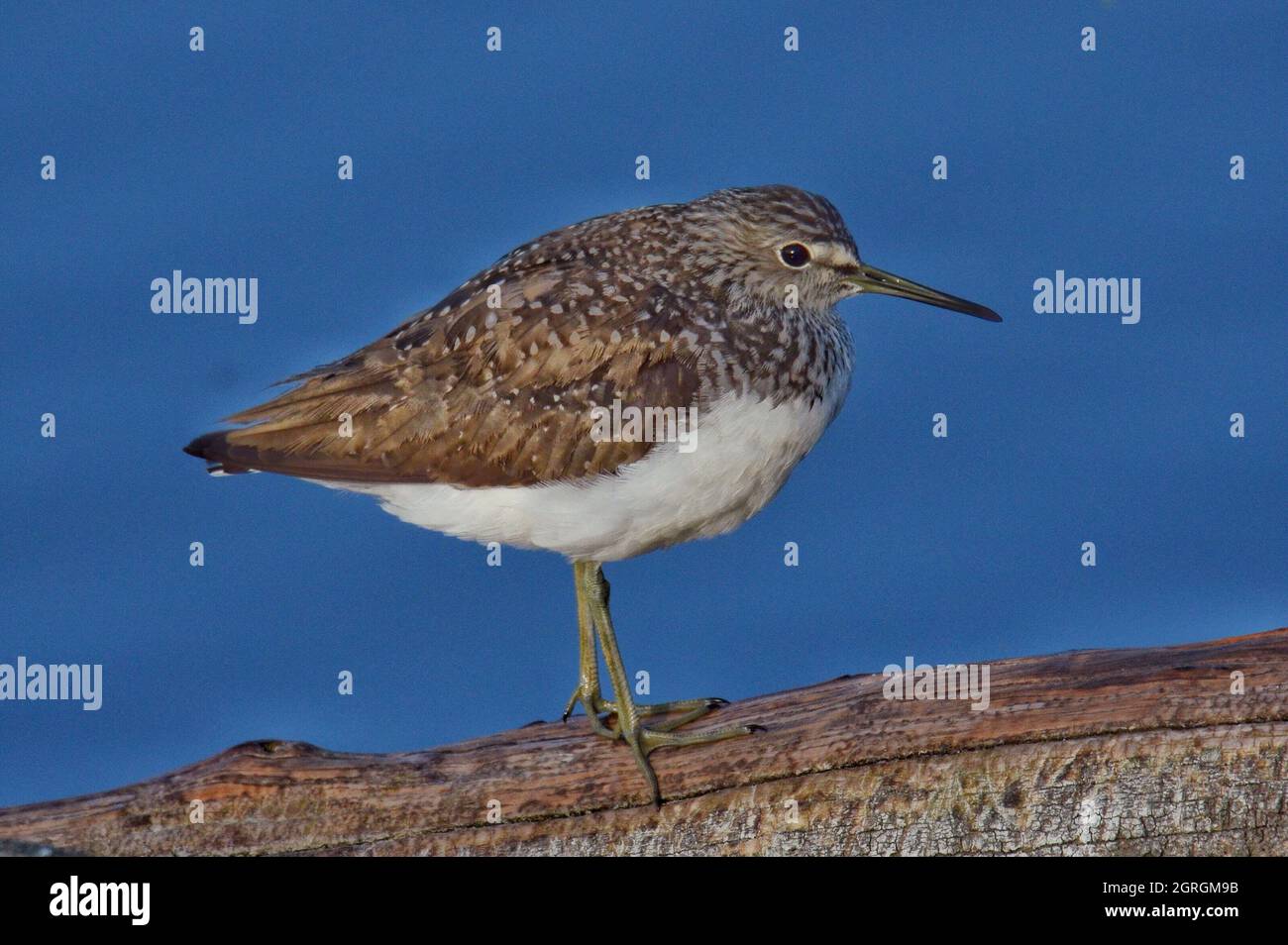 Close-up Of Seagull Perching On Wood Against Clear Blue Sky Stock Photo