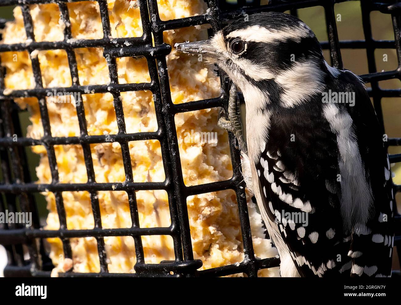 Downy Woodpecker nibbles away at the Suet Feeder Stock Photo Alamy